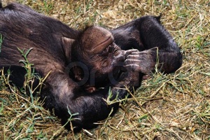 chimp.jpg