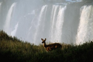 deerfalls.jpg